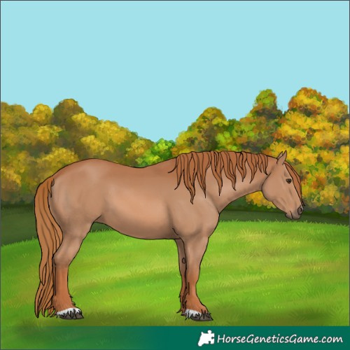 Horse Color:Chestnut 
