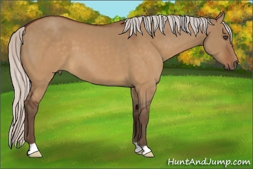 Horse Color:Silver Brown Dun