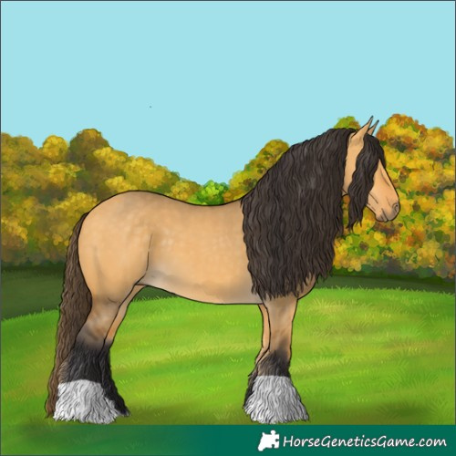 Horse Color:Buckskin Dun
