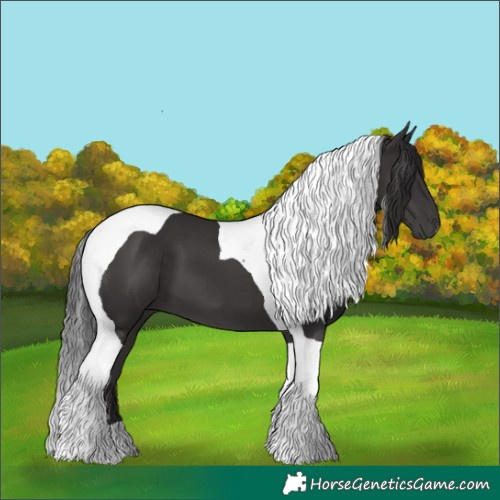 Horse Color:Smoky Black Tobiano