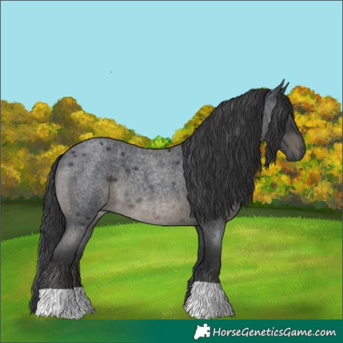 Horse Color:Blue Roan