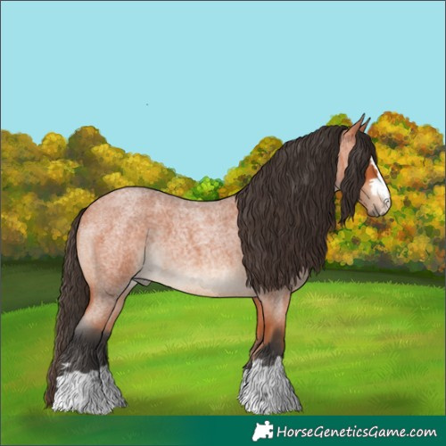 Horse Color:Bay Roan 