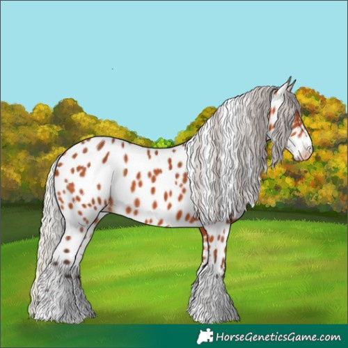 Horse Color:Silver Bay Appaloosa