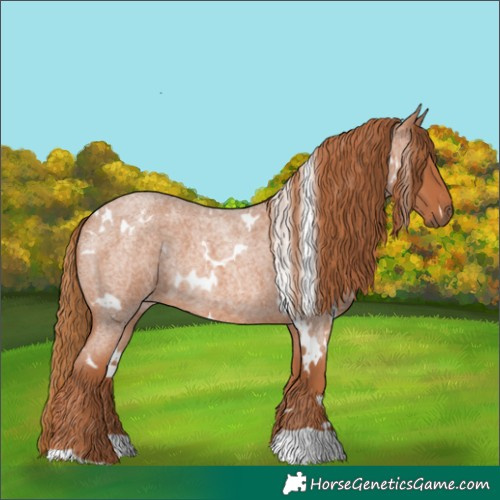 Horse Color:White Spotted Red Roan