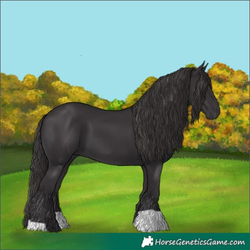 Horse Color:Smoky Black 