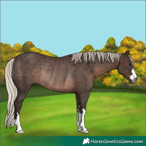 Horse Color:Gray Silver Black Rabicano 