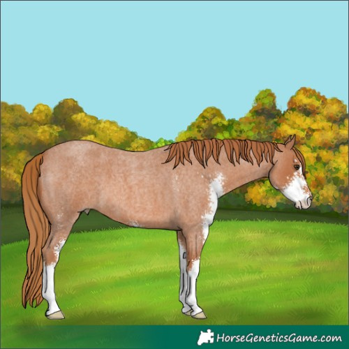 Horse Color:Red Roan Sabino