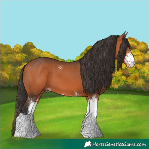 Horse Color:Bay Sabino 