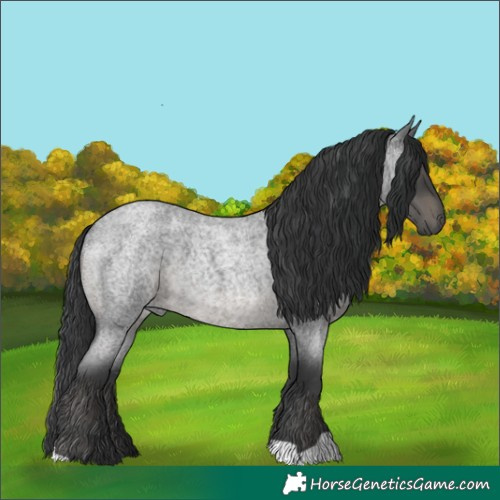 Horse Color:Blue Roan