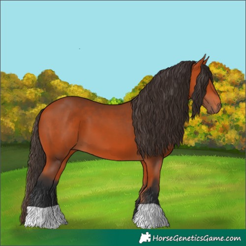 Horse Color:Bay 