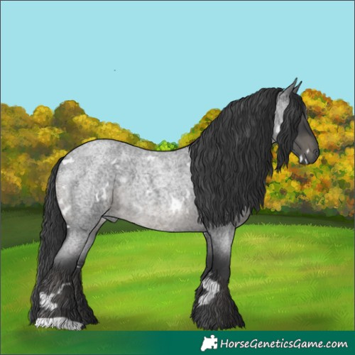 Horse Color:White Spotted Blue Roan
