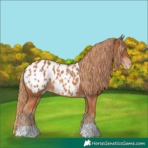 Horse Color:Chestnut Appaloosa