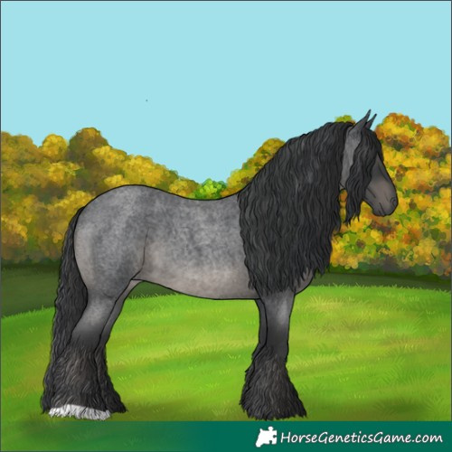 Horse Color:Blue Roan 