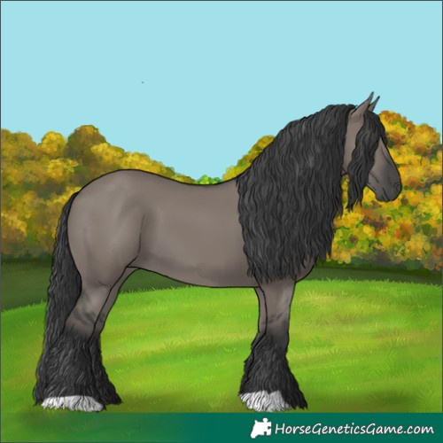 Horse Color:Grullo 