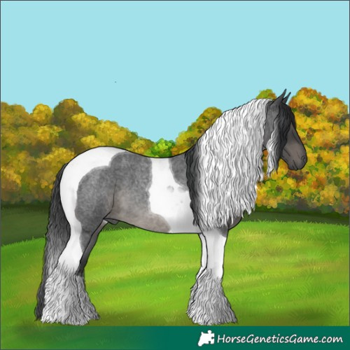 Horse Color:Blue Roan Tobiano