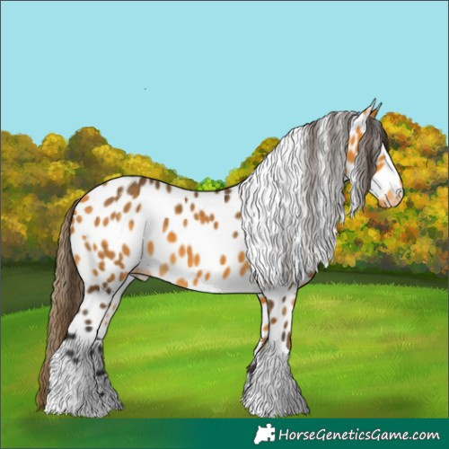 Horse Color:Buckskin Leopard 