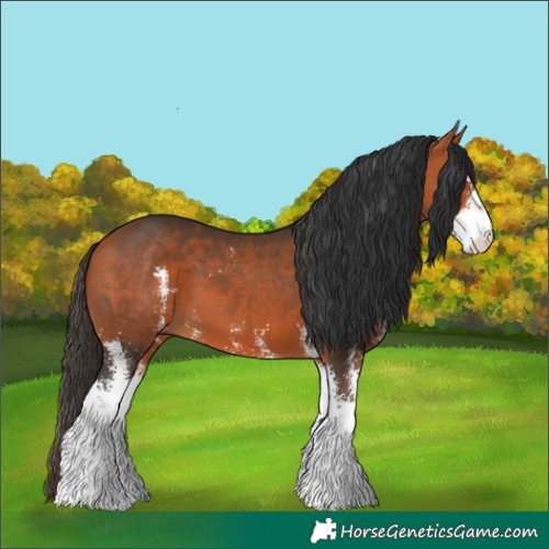 Horse Color:Bay Sabino