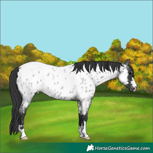 Horse Color:Blue Roan Near Leopard 