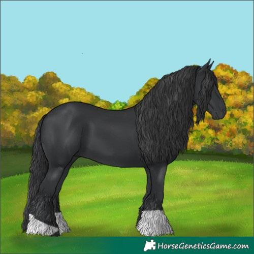 Horse Color:Black 