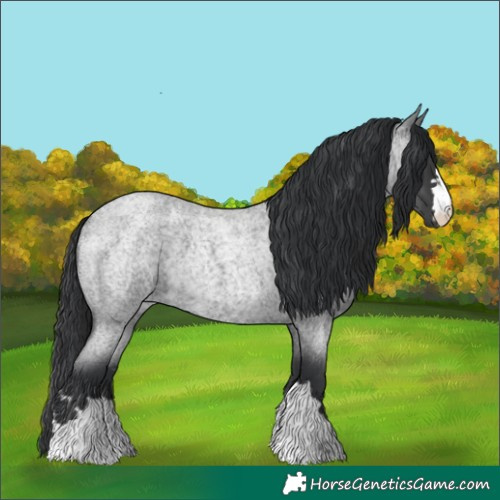 Horse Color:Blue Roan 