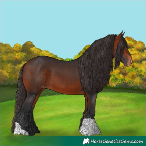 Horse Color:Bay Appaloosa