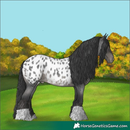Horse Color:Blue Roan Near Leopard