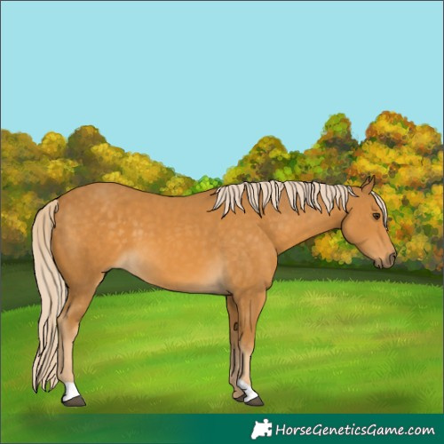 Horse Color:Palomino