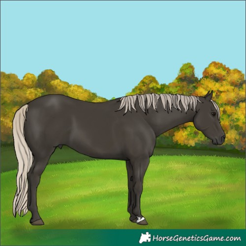 Horse Color:Gray Silver Smoky Black 