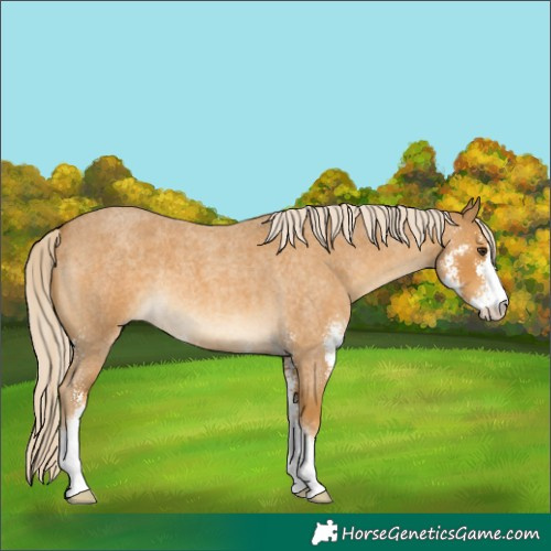 Horse Color:Palomino Roan Sabino 