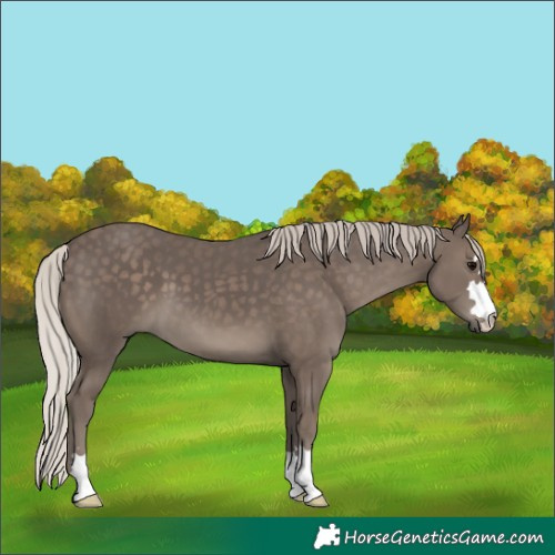 Horse Color:Silver Black