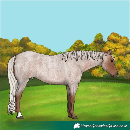 Horse Color:Silver Blue Roan 