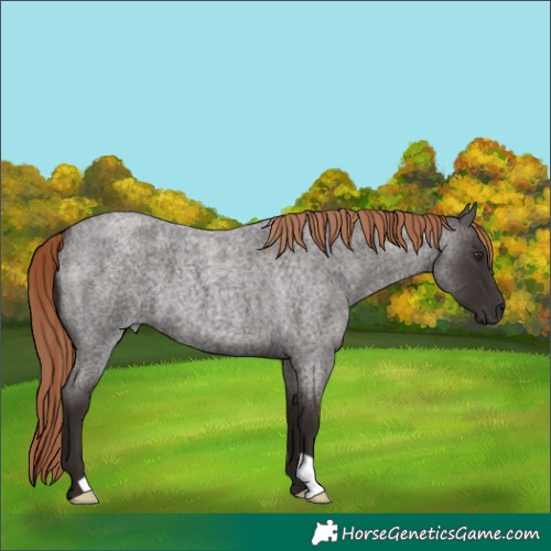 Horse Color:Liver Red Roan 
