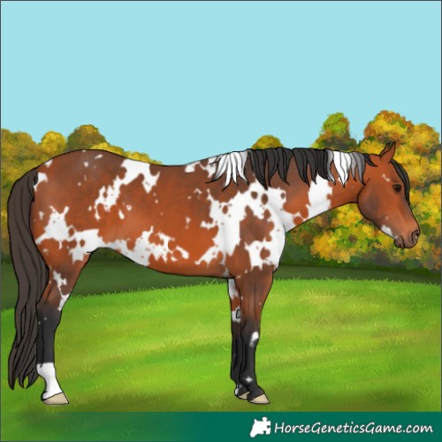 Horse Color:White Spotted Bay