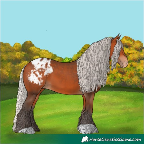 Horse Color:Silver Bay Appaloosa 