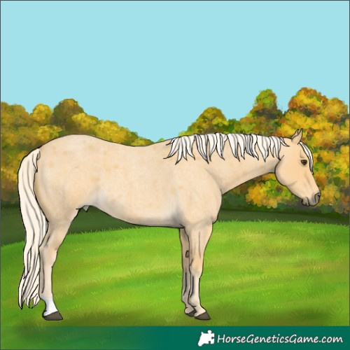 Horse Color:Palomino Roan 