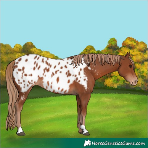 Horse Color:Chestnut Appaloosa 