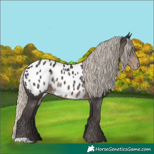 Horse Color:Silver Smoky Black Appaloosa 