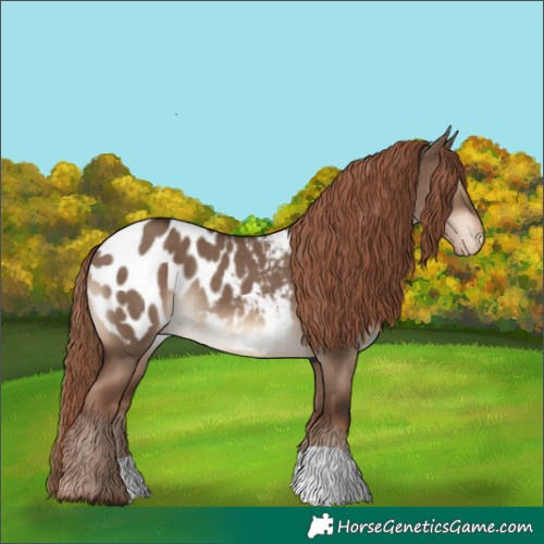 Horse Color:Liver Red Dun Appaloosa