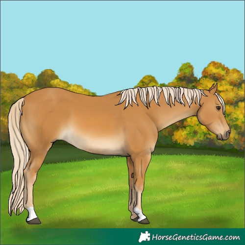 Horse Color:Palomino 