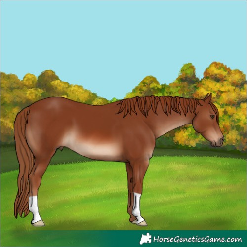 Horse Color:Chestnut 