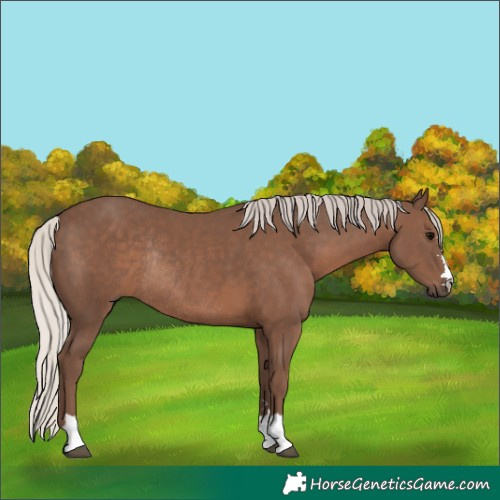 Horse Color:Silver Black Rabicano