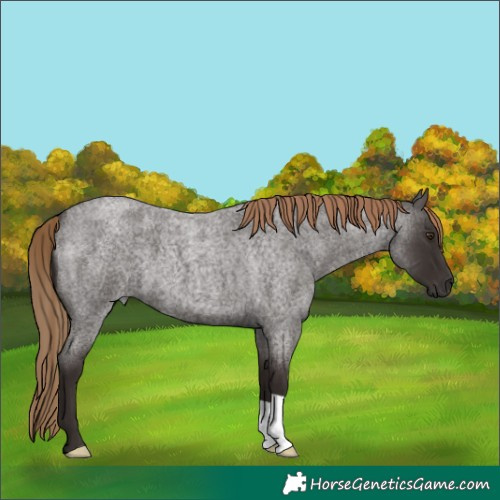 Horse Color:Liver Red Roan 
