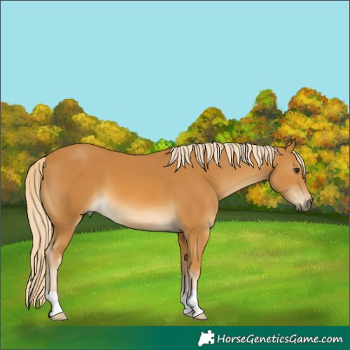 Horse Color:Palomino