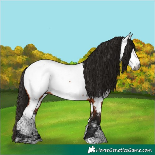 Horse Color:Gray Bay Appaloosa
