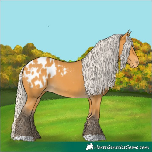 Horse Color:Silver Buckskin Appaloosa