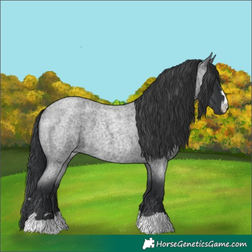 Horse Color:Blue Roan 