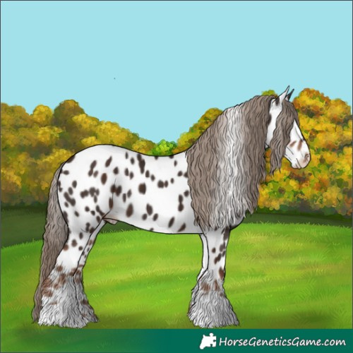 Horse Color:Liver Chestnut Near Leopard