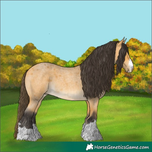 Horse Color:Buckskin Roan 