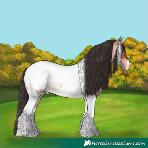 Horse Color:Bay Roan Tobiano Appaloosa 
