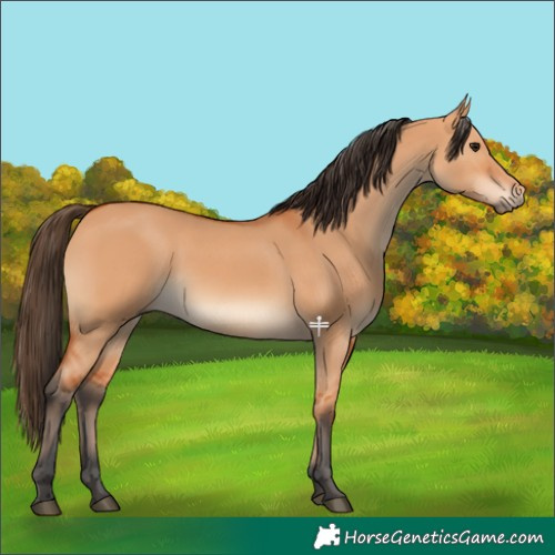 Horse Color:Bay Dun 